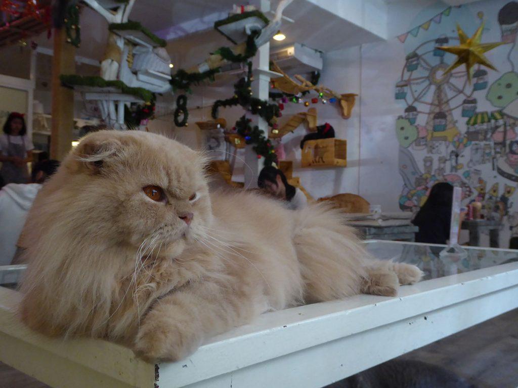 Caturday Cat Cafe in Bangkok