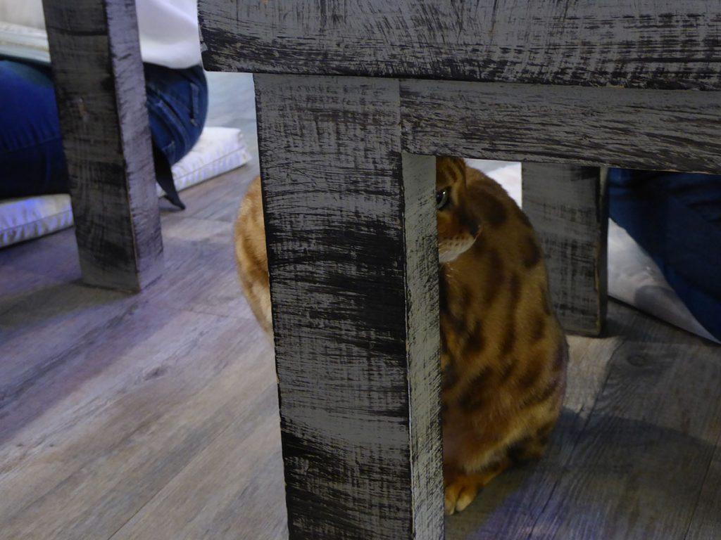 Cat Cafe in Bangkok