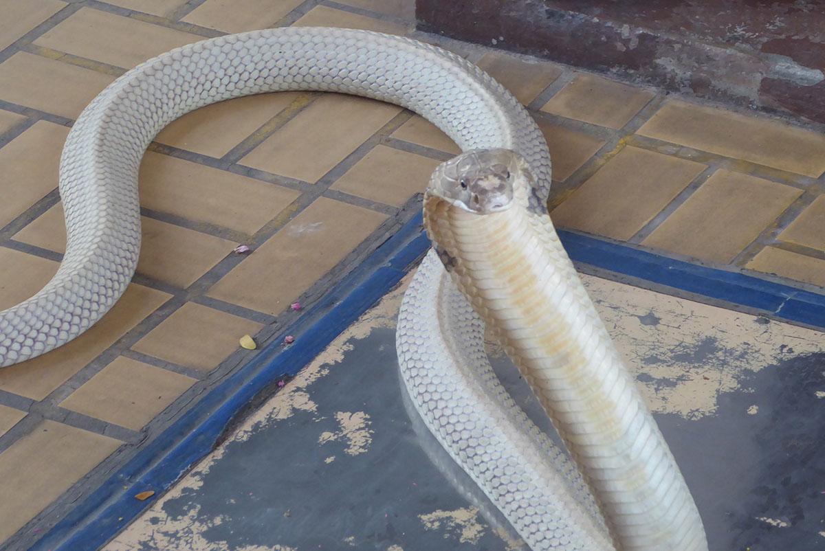 The Snake Farm (Queen Saovabha Memorial Institute) Bangkok