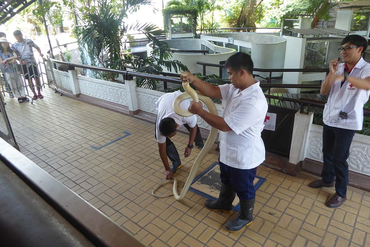 The Snake Farm (Queen Saovabha Memorial Institute) Bangkok