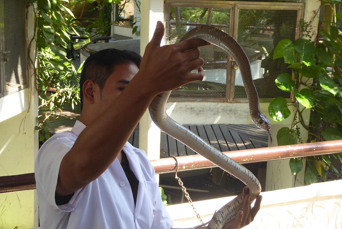 The Snake Farm (Queen Saovabha Memorial Institute) Bangkok