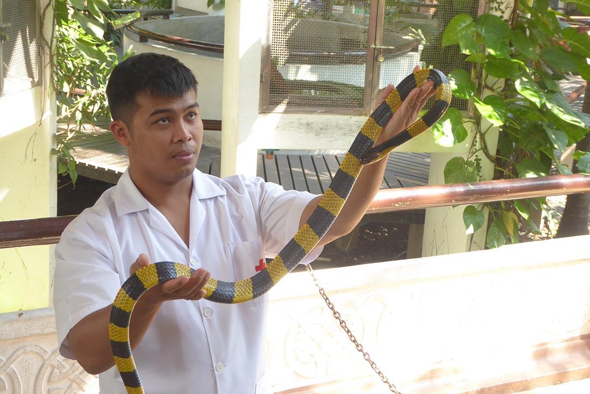 The Snake Farm (Queen Saovabha Memorial Institute) Bangkok