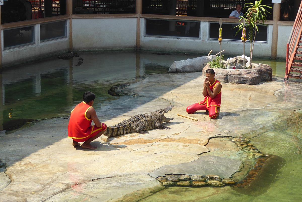 Samutprakarn Crocodile Farm Bangkok Tourist attraction in Bangkok