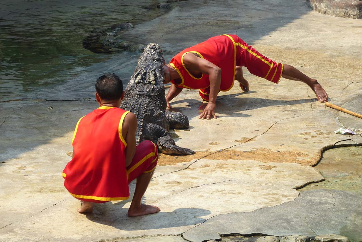 Samutprakarn Crocodile Farm Bangkok Tourist attraction in Bangkok