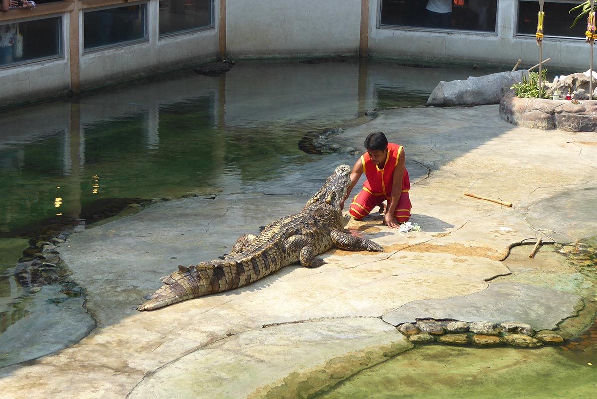 Samutprakarn Crocodile Farm Bangkok Tourist attraction in Bangkok