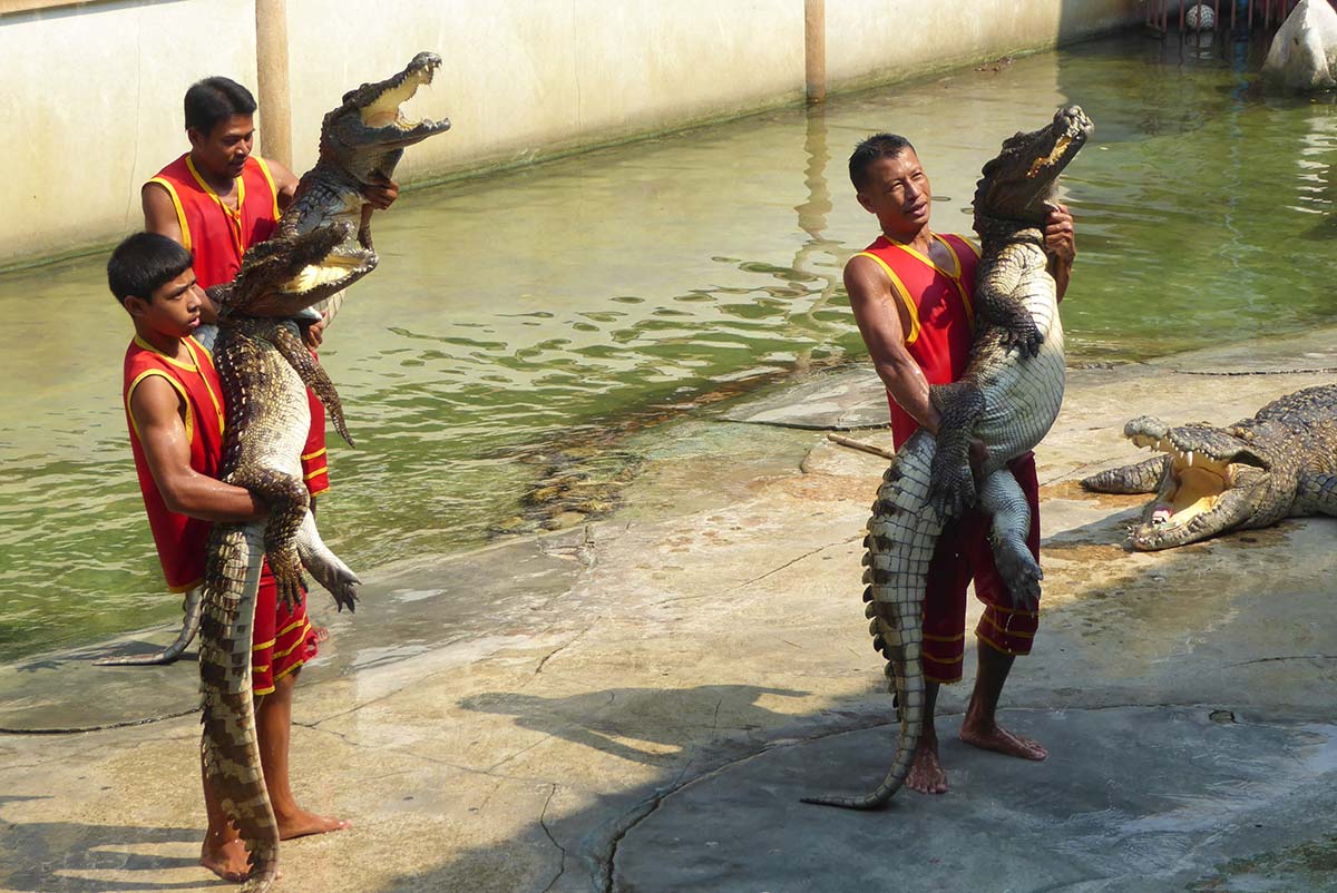 Samutprakarn Crocodile Farm Bangkok Tourist attraction in Bangkok