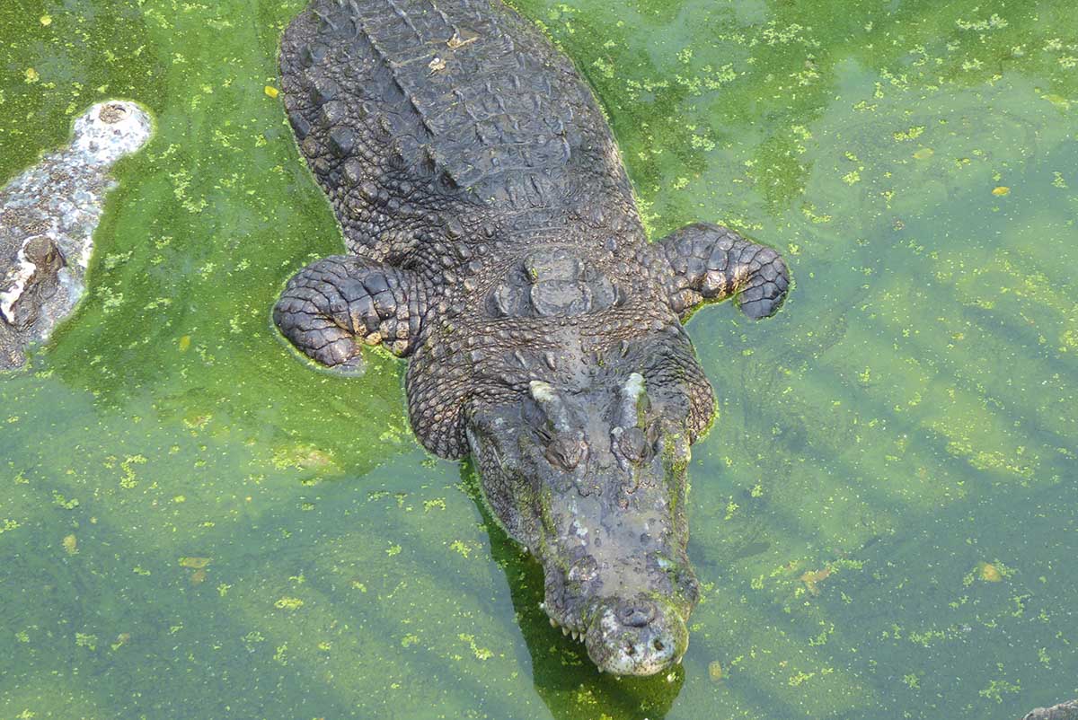 Samutprakarn Crocodile Farm Bangkok Tourist attraction in Bangkok