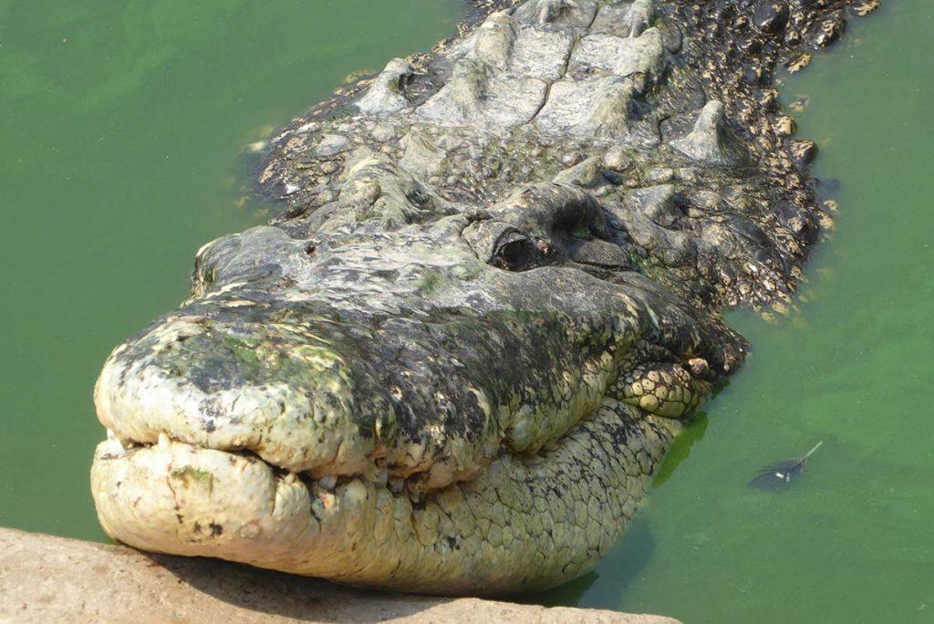 Bangkok Crocodile Farm