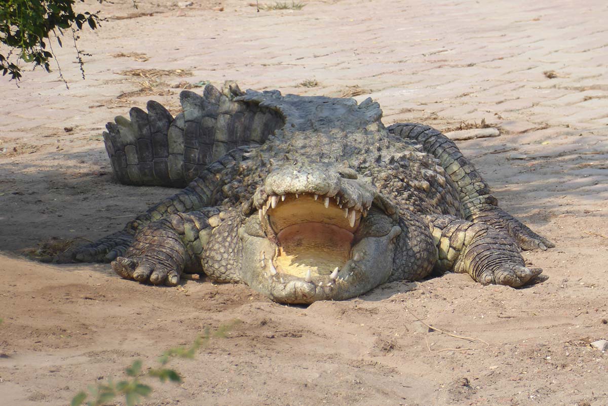 Samutprakarn Crocodile Farm Bangkok Tourist attraction in Bangkok