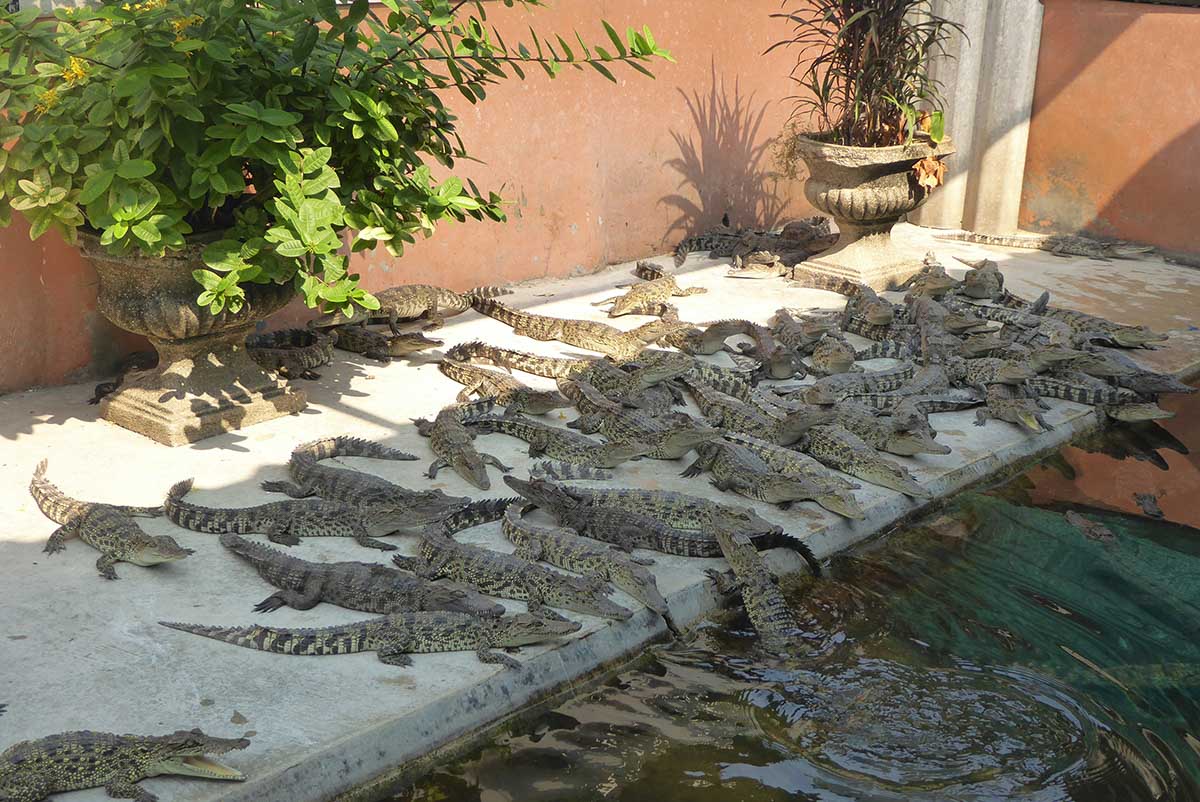 Samutprakarn Crocodile Farm Bangkok Tourist attraction in Bangkok