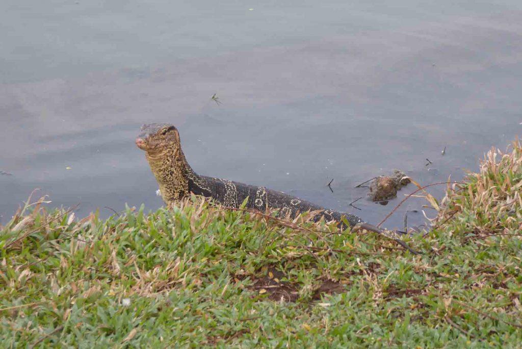 Lumphini Park in Bangkok. Things to do in Bangkok.