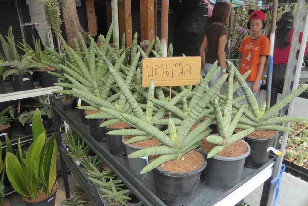 Chatuchak Flower Market