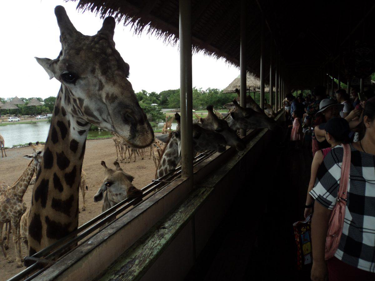 Bangkok Zoo & Animal Parks touristbangkok Bangkok Nature Attractions