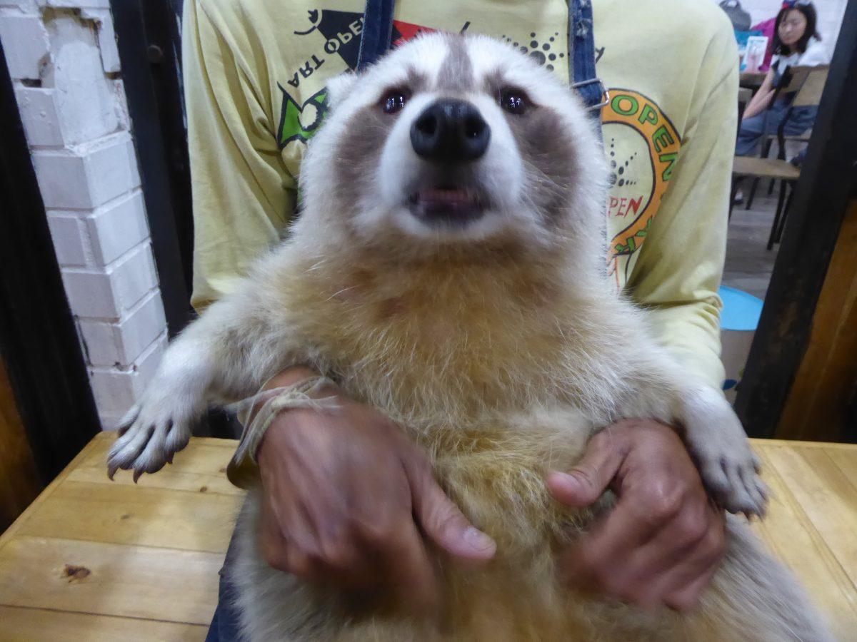 An Animal Cafe in Bangkok