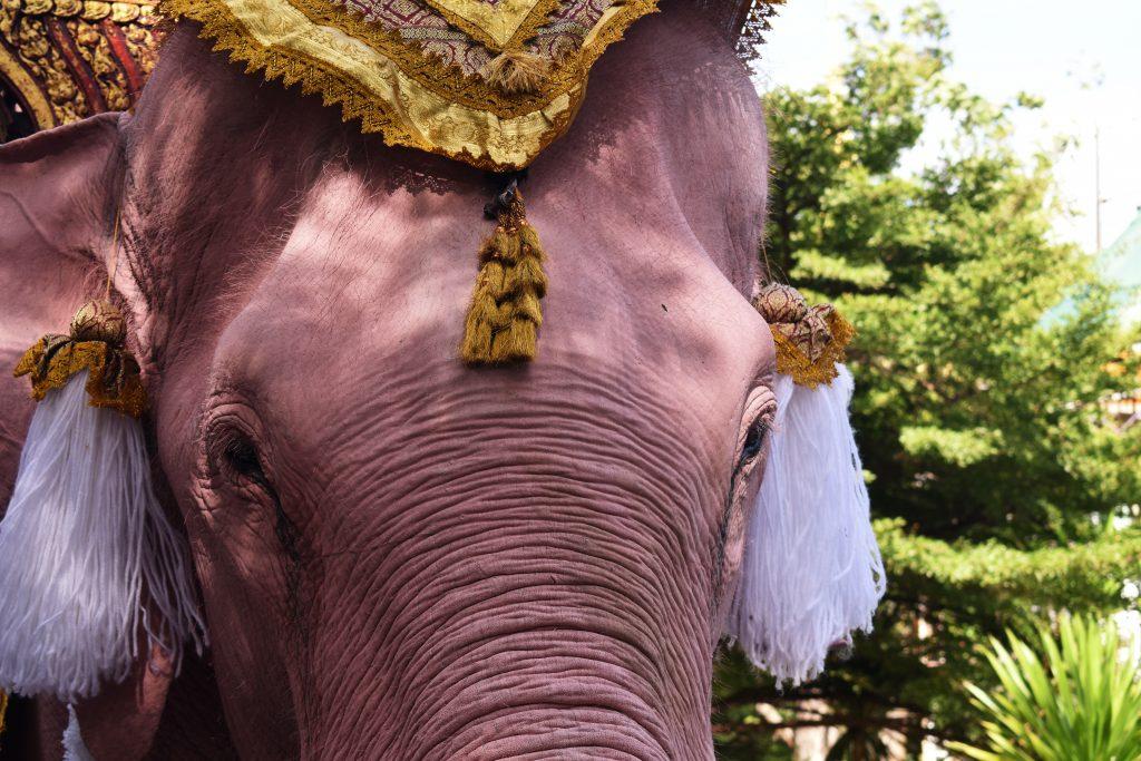 Thai Pink Elephants