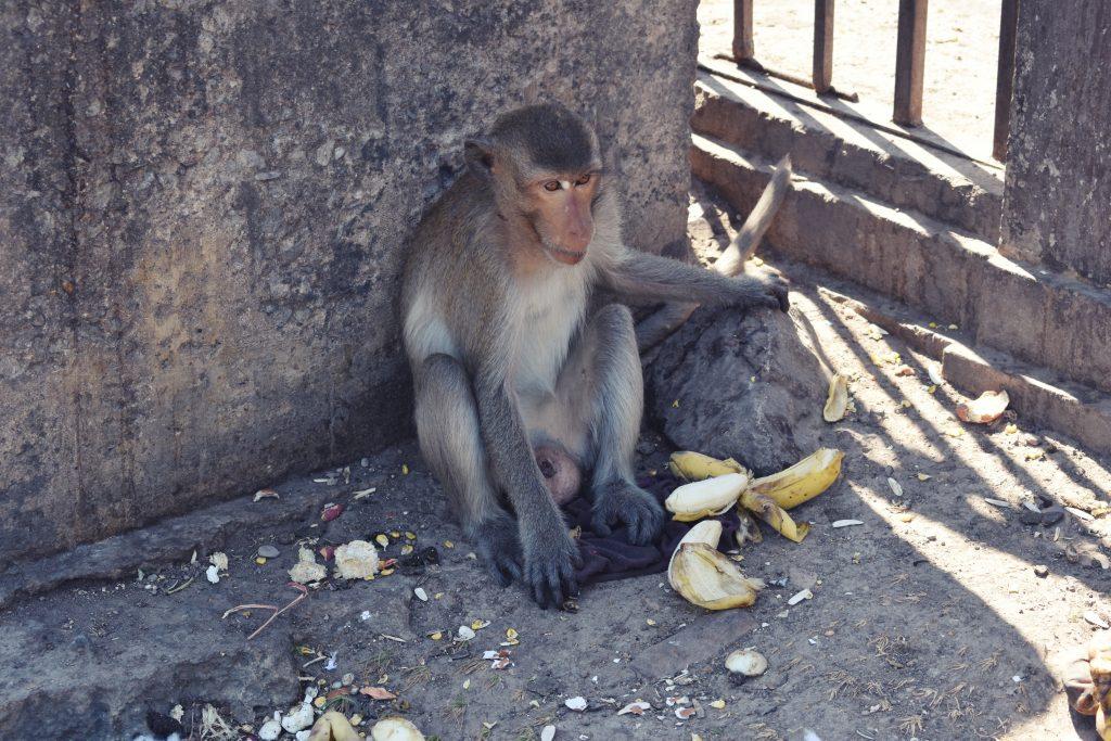 Lopburi Monkey Buffet 2019